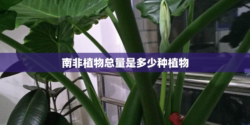 南非植物总量是多少种植物