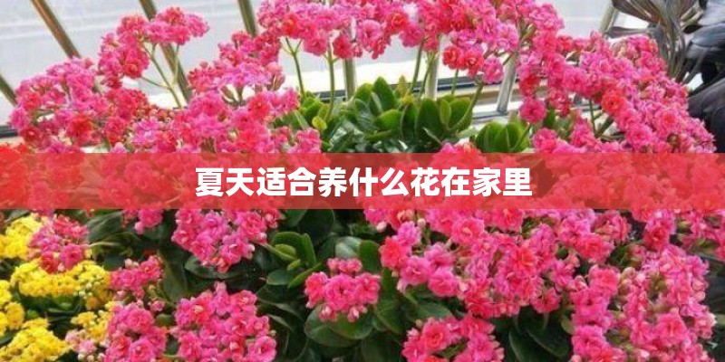 夏天适合养什么花在家里