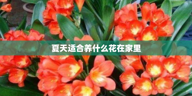 夏天适合养什么花在家里