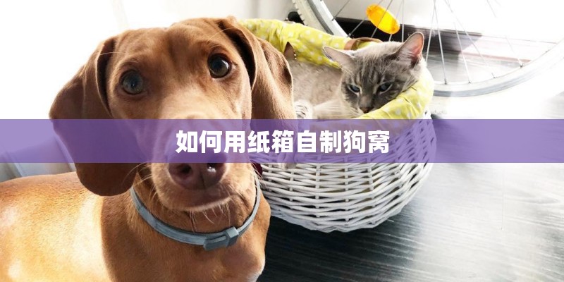 如何用纸箱自制狗窝 如何用纸箱自制狗窝