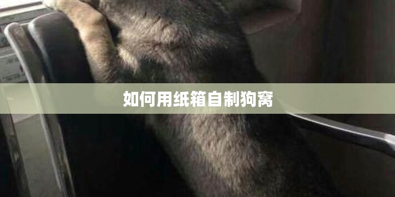 如何用纸箱自制狗窝 如何用纸箱自制狗窝