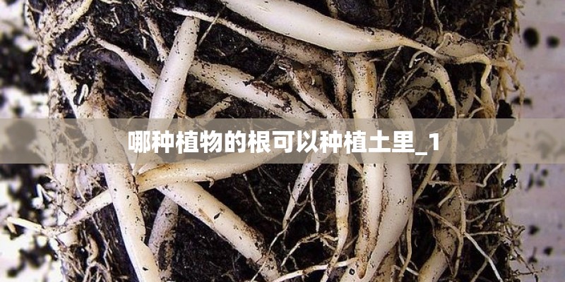 哪种植物的根可以种植土里_1