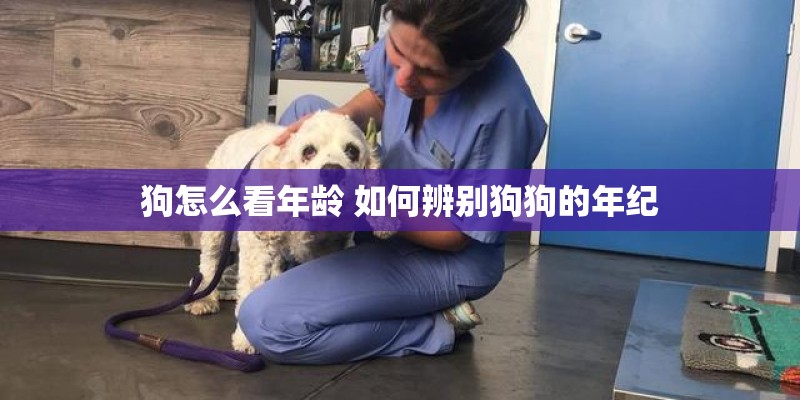 狗怎么看年龄 如何辨别狗狗的年纪