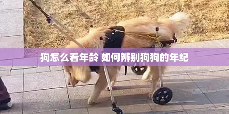 狗怎么看年龄 如何辨别狗狗的年纪 狗怎么看年龄 如何辨别狗狗的年纪