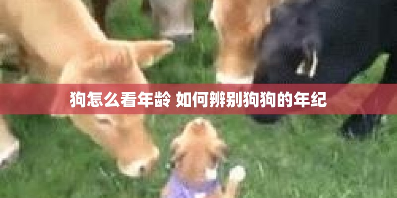 狗怎么看年龄 如何辨别狗狗的年纪 狗怎么看年龄 如何辨别狗狗的年纪