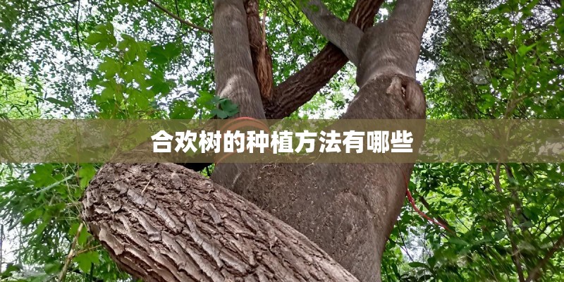 合欢树的种植方法有哪些