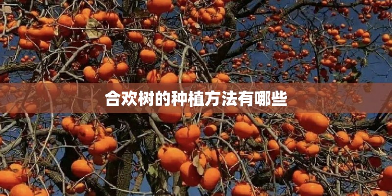 合欢树的种植方法有哪些