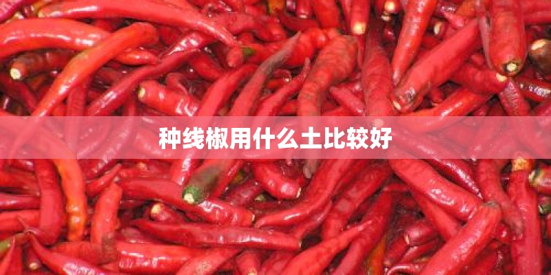 种线椒用什么土比较好
