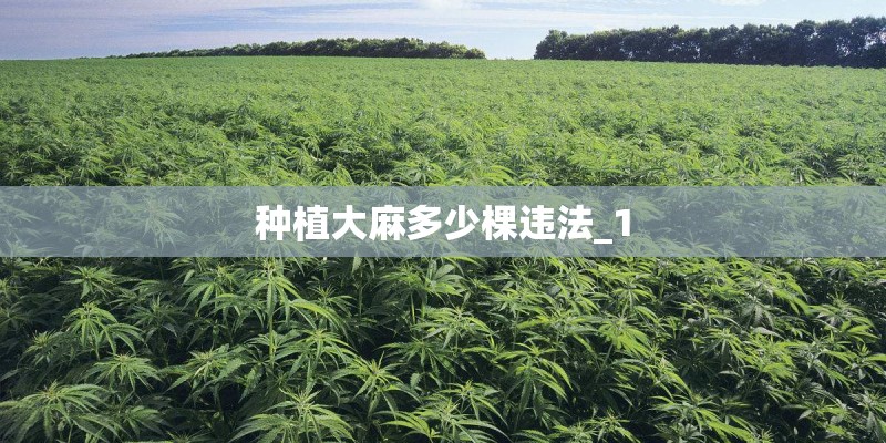 种植大麻多少棵违法_1 种植大麻多少棵违法_1