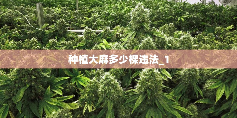 种植大麻多少棵违法_1 种植大麻多少棵违法_1