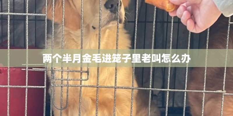 两个半月金毛进笼子里老叫怎么办