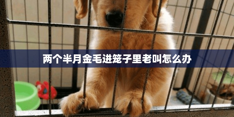 两个半月金毛进笼子里老叫怎么办