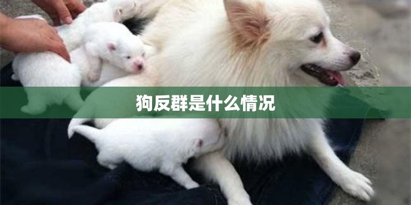 狗反群是什么情况