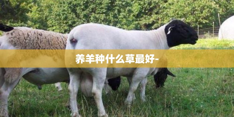 养羊种什么草最好-