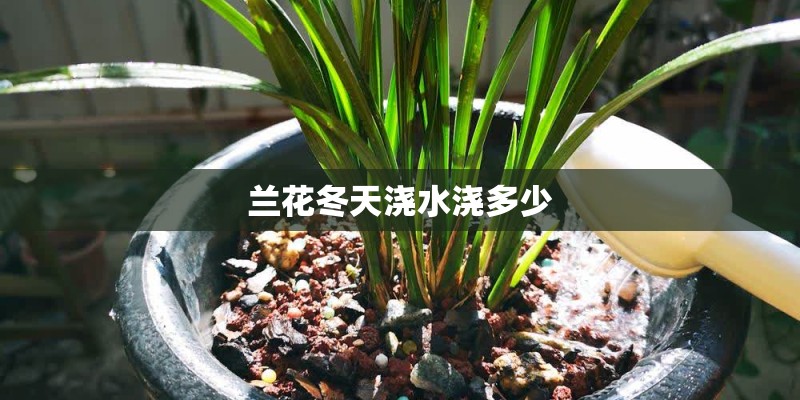 兰花冬天浇水浇多少