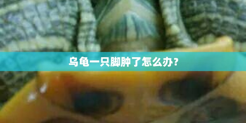 乌龟一只脚肿了怎么办？