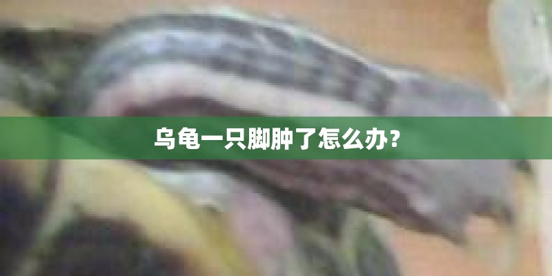 乌龟一只脚肿了怎么办？