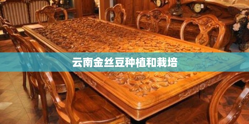 云南金丝豆种植和栽培