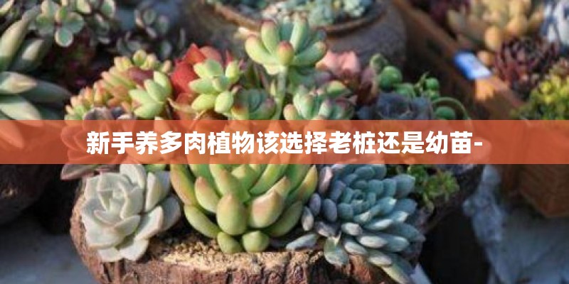 新手养多肉植物该选择老桩还是幼苗-