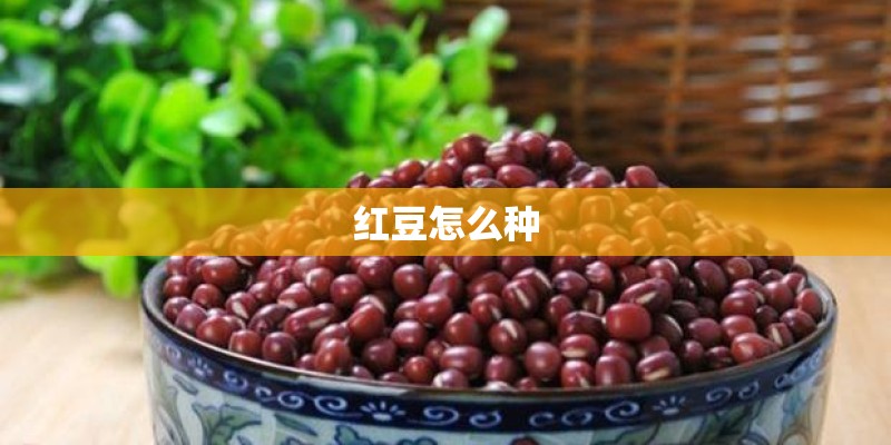 红豆怎么种