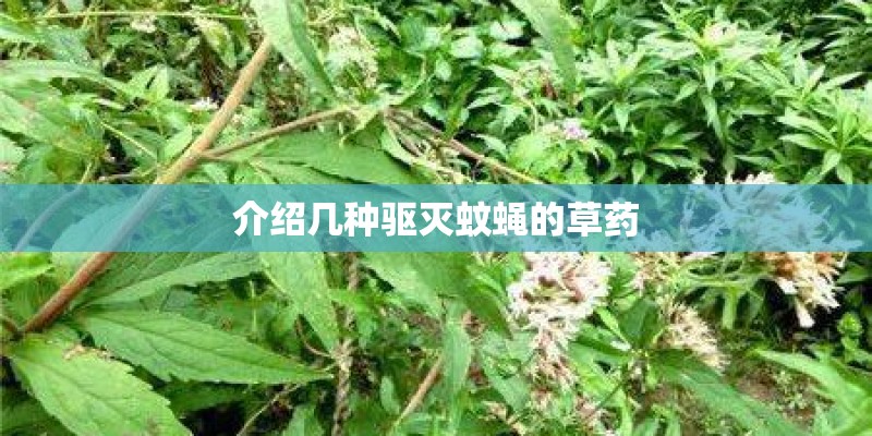 介绍几种驱灭蚊蝇的草药