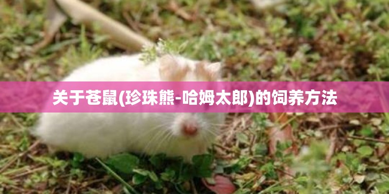 关于苍鼠(珍珠熊-哈姆太郎)的饲养方法