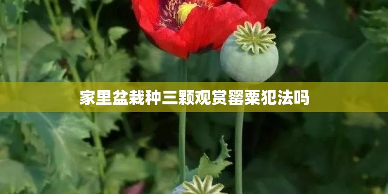 家里盆栽种三颗观赏罂粟犯法吗