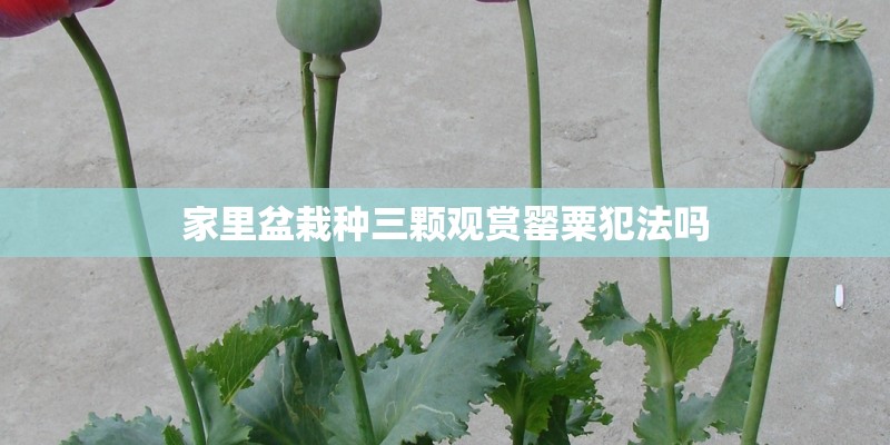 家里盆栽种三颗观赏罂粟犯法吗