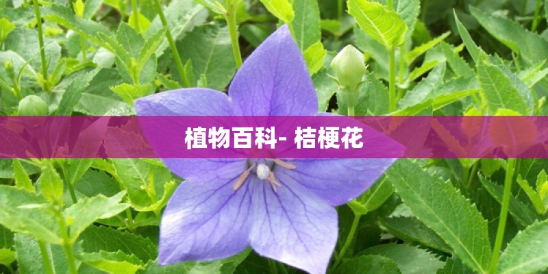 植物百科- 桔梗花 植物百科- 桔梗花