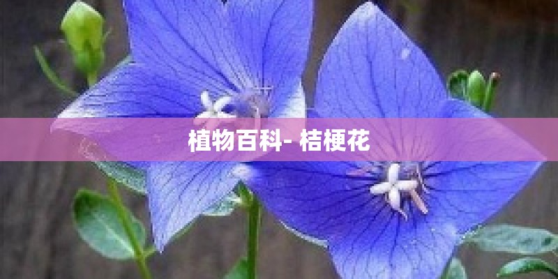 植物百科- 桔梗花 植物百科- 桔梗花