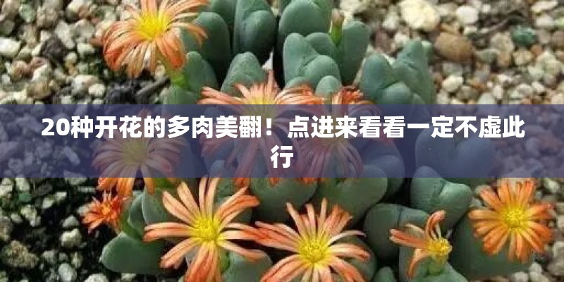 20种开花的多肉美翻！点进来看看一定不虚此行