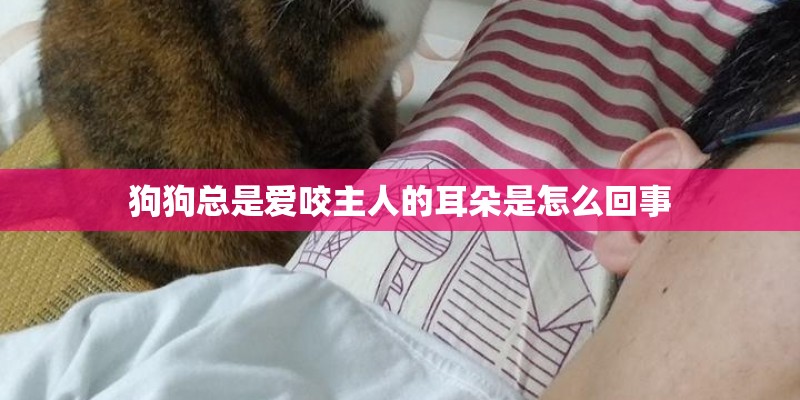 狗狗总是爱咬主人的耳朵是怎么回事