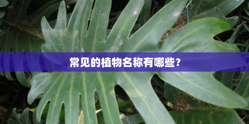 常见的植物名称有哪些？