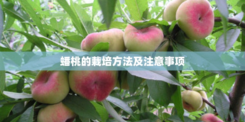 蟠桃的栽培方法及注意事项