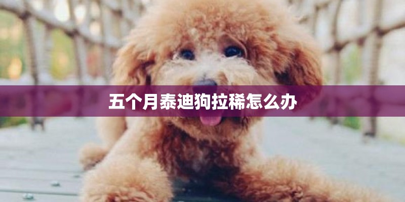 五个月泰迪狗拉稀怎么办