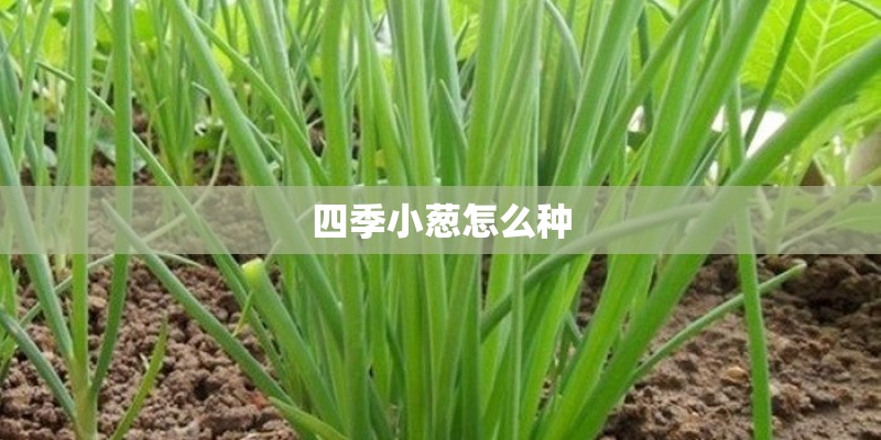四季小葱怎么种