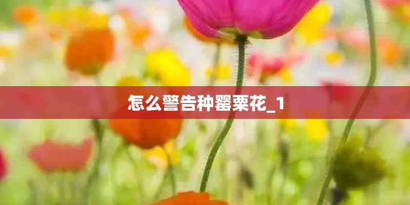 怎么警告种罂粟花_1