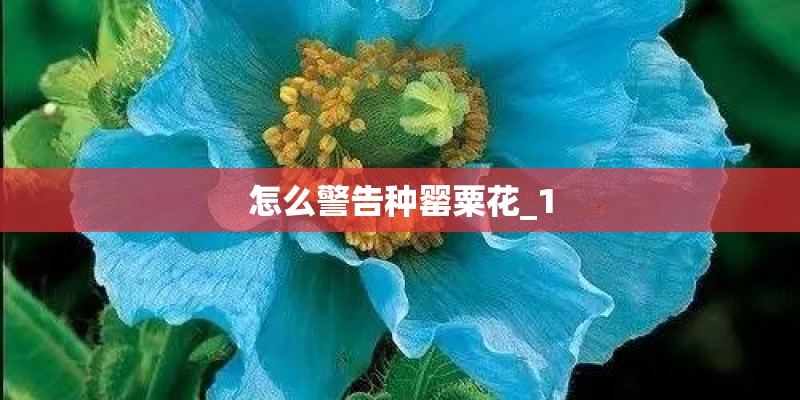 怎么警告种罂粟花_1