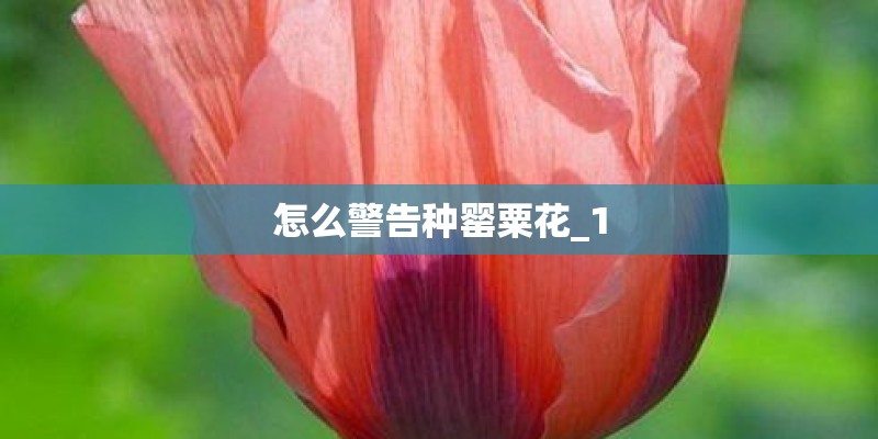 怎么警告种罂粟花_1