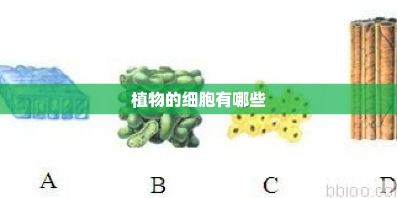植物的细胞有哪些