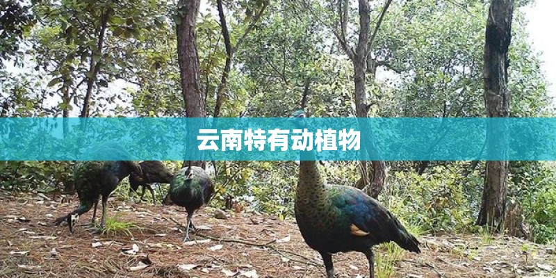 云南特有动植物