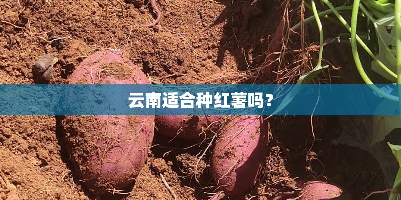 云南适合种红薯吗？
