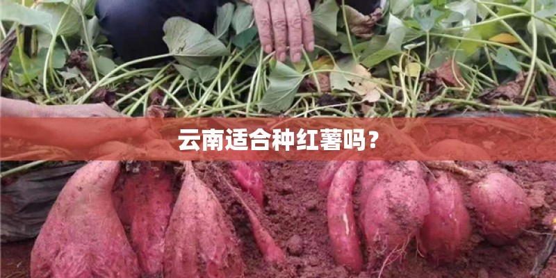 云南适合种红薯吗？