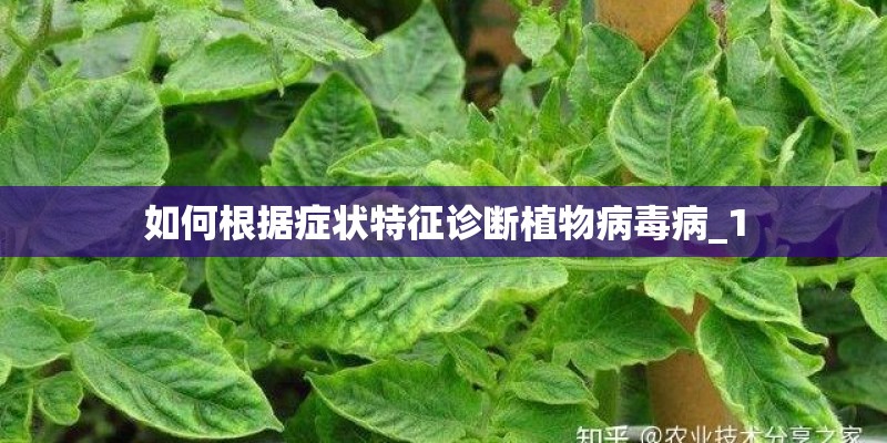 如何根据症状特征诊断植物病毒病_1