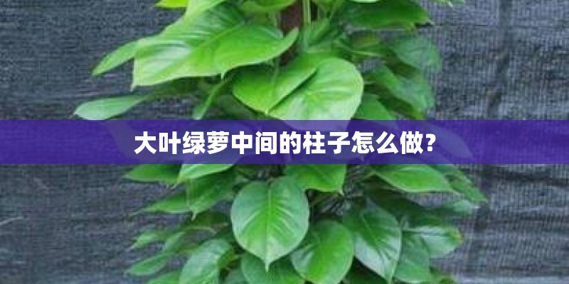 大叶绿萝中间的柱子怎么做？