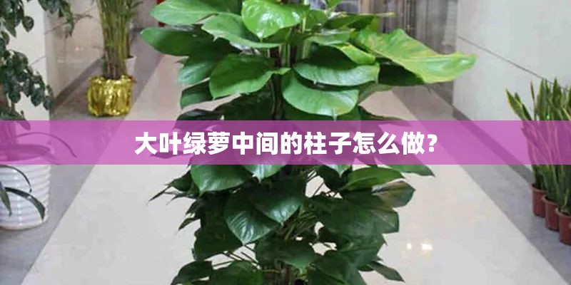大叶绿萝中间的柱子怎么做？
