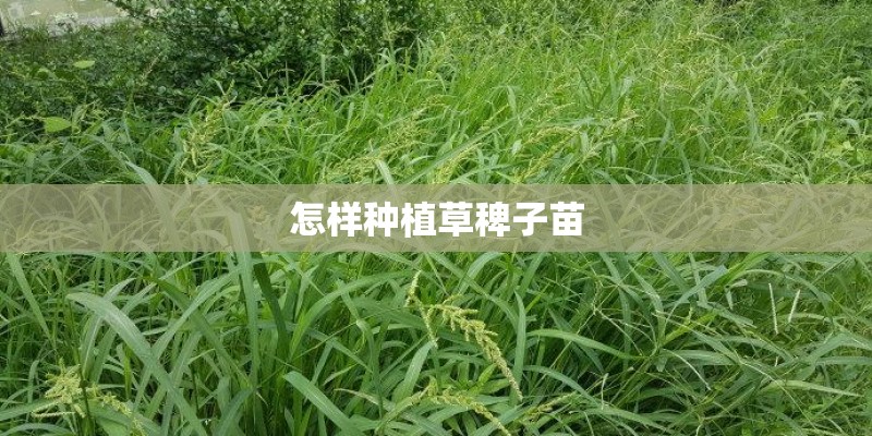 怎样种植草稗子苗
