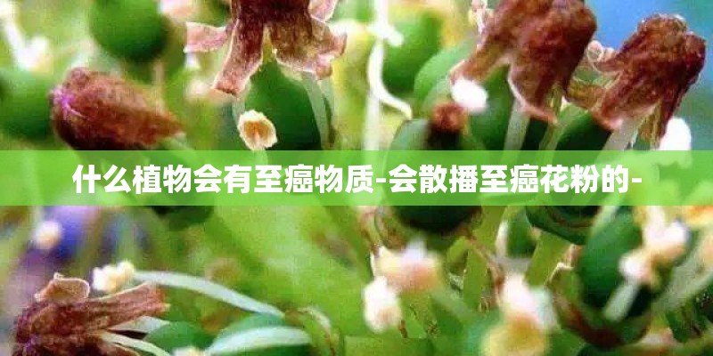 什么植物会有至癌物质-会散播至癌花粉的-