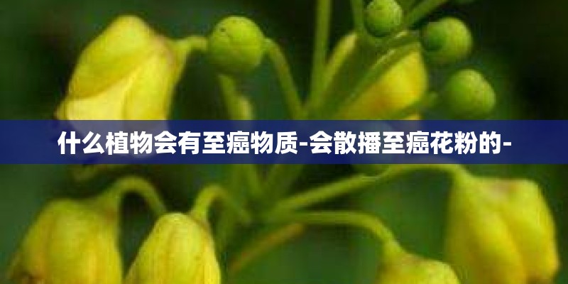 什么植物会有至癌物质-会散播至癌花粉的-