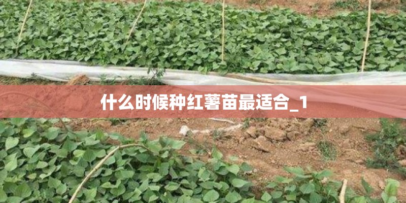 什么时候种红薯苗最适合_1 什么时候种红薯苗最适合_1